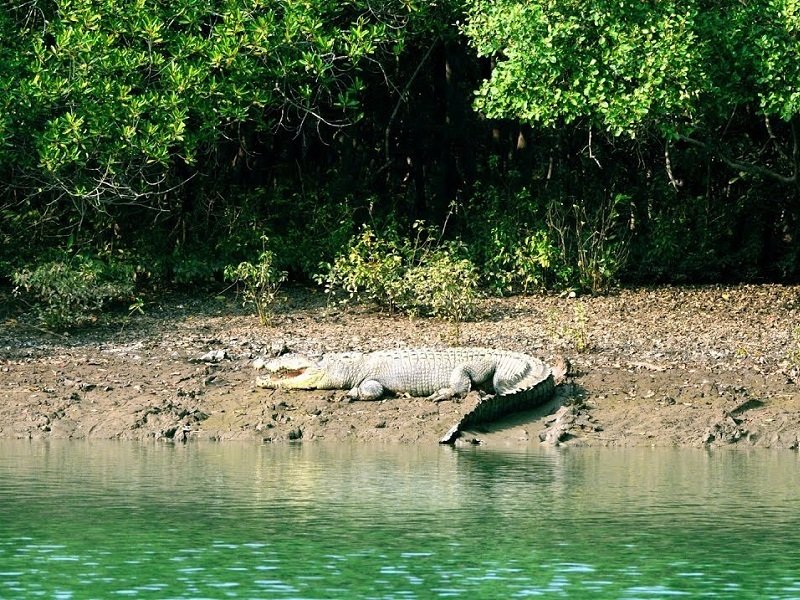 Bhitarkanika Sanctuary